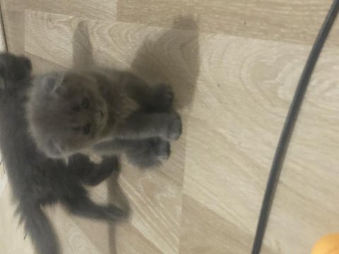 Scottish fold yavru
