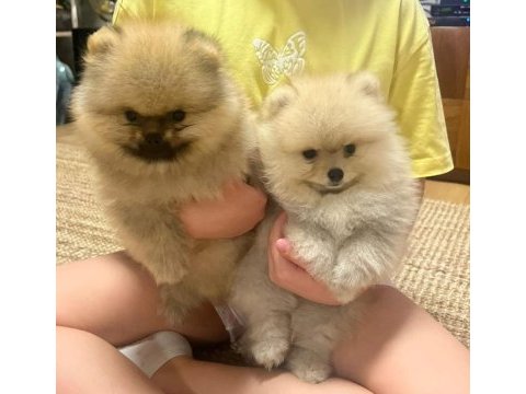 Pomeranian dişi 2,5 aylık