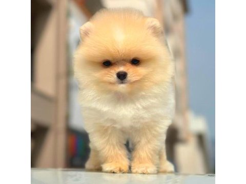 Show kalite pomeranian yavruları erkek ve dişi