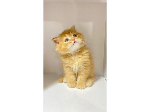 55 günlük british longhair dişi ve erkek yavrular