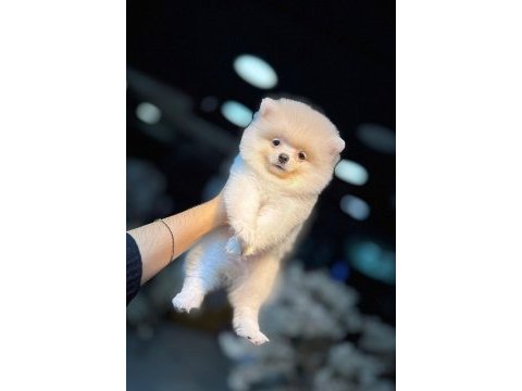 Teacup ayı surat pomeranian boo yavrularımız
