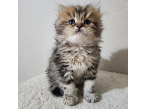 British longhair golden tabby