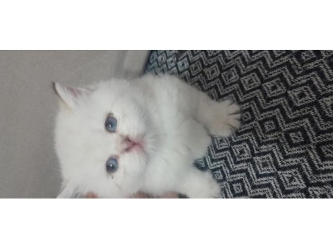 British shorthair beyaz yavru
