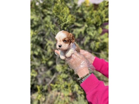 Cavalier king charles yavrusu