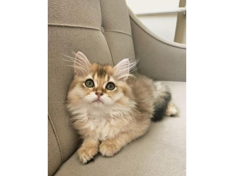 Golden british longhair bebeğimiz