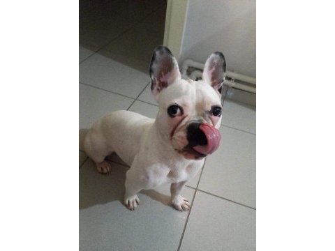 2 yaşında akıllı dişi french bulldog