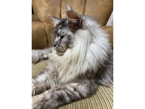Gerçek şampiyon ve tr birinci baba nın maine coon çocukları