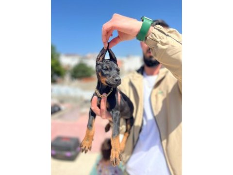 King siyah kızıl doberman yavrular