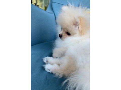 6 aylık erkek micro boy pomeranian boo