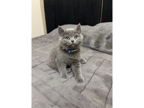 British shorthair 2 aylık