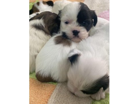 2 aylık yavru dişi morkie