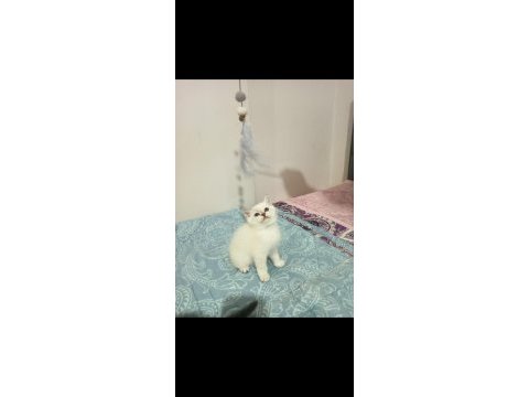 British shorthair / longhair yavrular