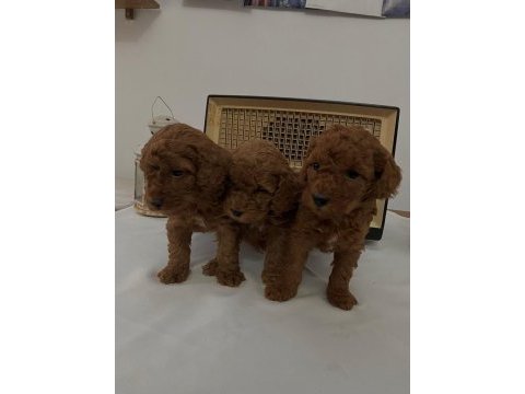 Muhteşem ırk garantili poodle yavrularım