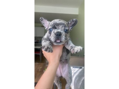 Merle ve blue ırk garantili french bulldog yavrular