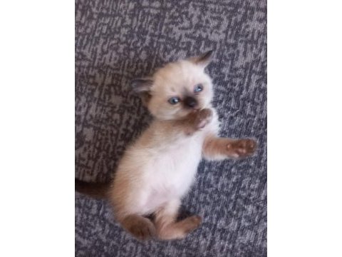 Sadece blue point kediler
