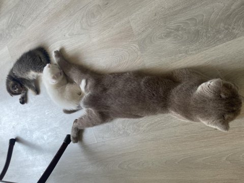 2 aylık scottish fold yavrular