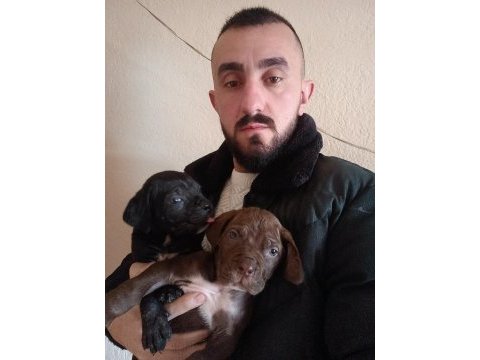 Cane corso yavrularımız ırk garantili