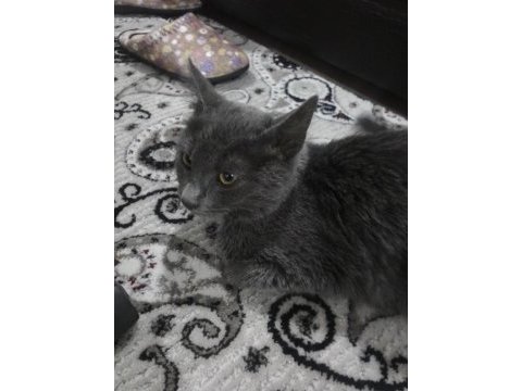 3 aylık dişi tatlı yavru kedimiz