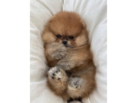 Ayıcık pomeranian bebeklerimiz