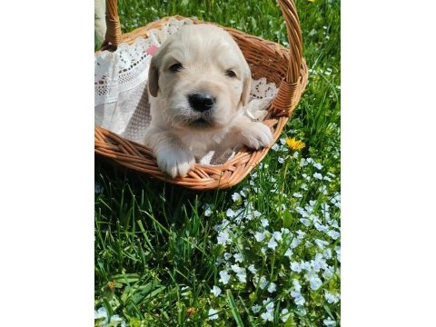 Golden retriever gelip görerek alabilirsiniz