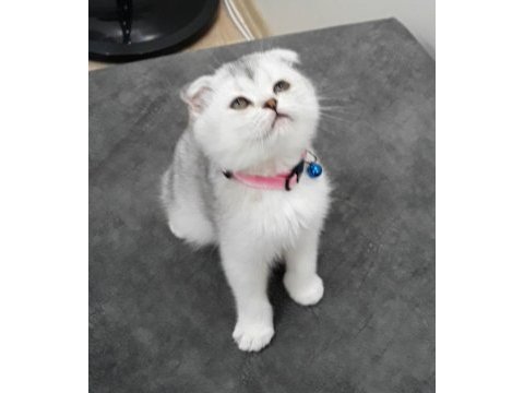 55 günlük scottish fold silver dişi