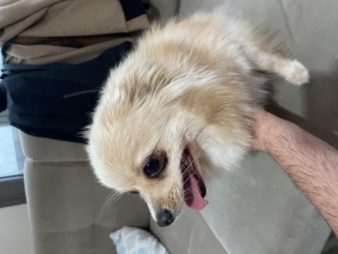 Ev köpeği eğitimli pomeranian