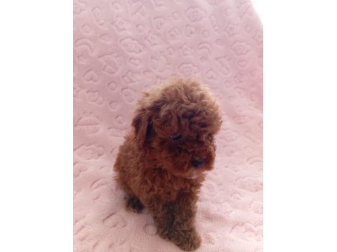 Birbirinden güzel ev üretimi poodle bebeklerimiz