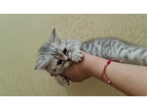 2 aylık british shorthair acil sahiplendirme