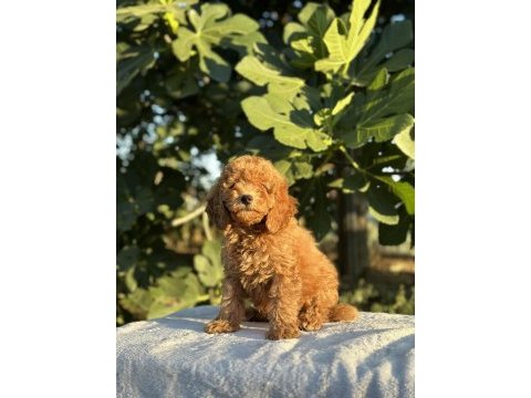 A kalite toy poodle yavrular