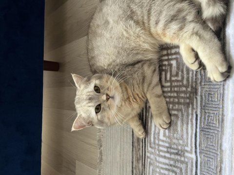 Badem british shorthair kedimiz