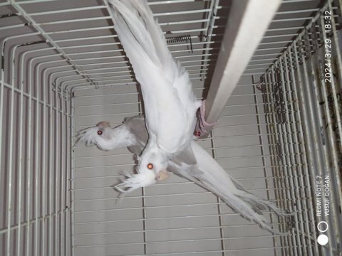 Albino yavru ve wf cinnemon pied erkek yavru sultan papağanı