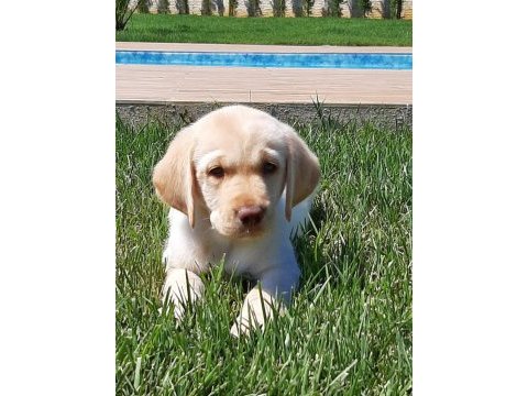 Küt burun şampanya rengi labrador yavruları 