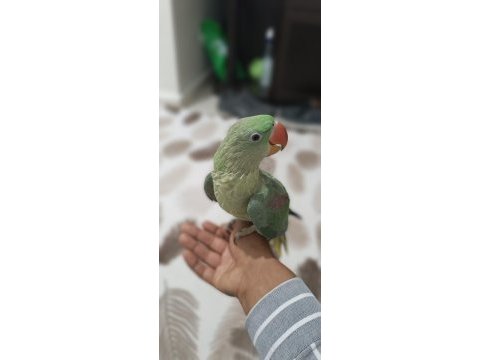 Alexander papağanı 6 aylık erkek