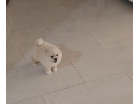 2.5 aylık pomeranian erkek
