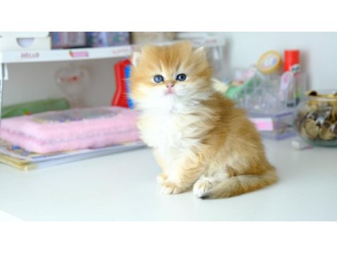 British longhair golden top kafa yavrumuz