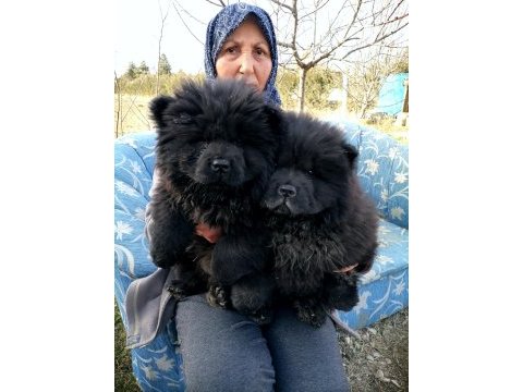 Kara çin aslanı bebişler