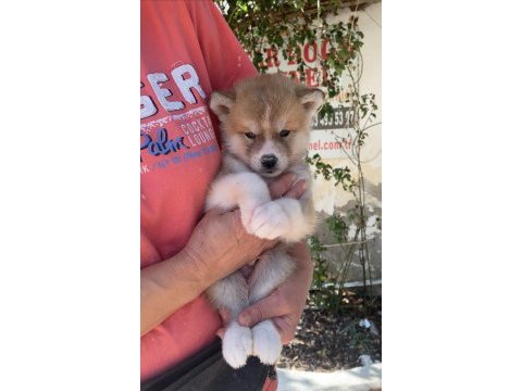 (sdk) çiftlikten japon akita inu yavrular
