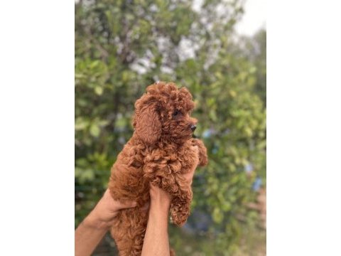 8 ay ve 1,5 yaş dişi toy poodle köpekler