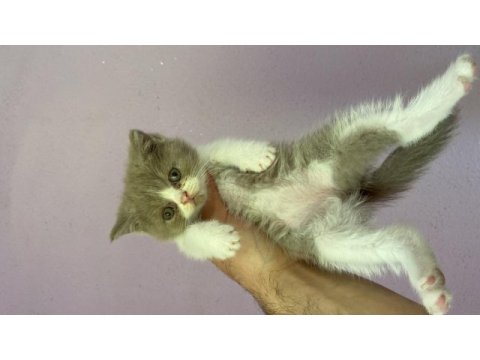 British shorthair bicolor