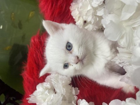 Güzel bebek kedilerimiz yeni yuvalarını arıyor