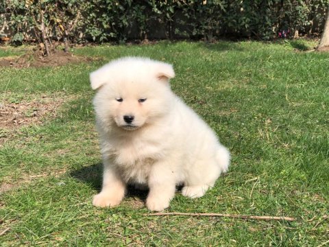 %100 safkan beyaz akita yavruları
