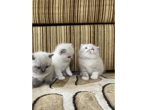 Minik yavrularımıza yuva arıyoruz british shorthair
