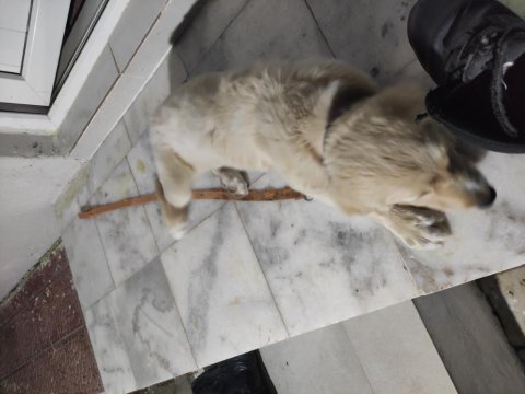 Orjinal golden retriever