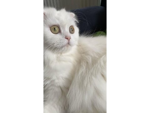 Pamuk prenses kedimiz
