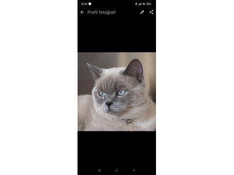 British shorthair blue point 2 yaşında