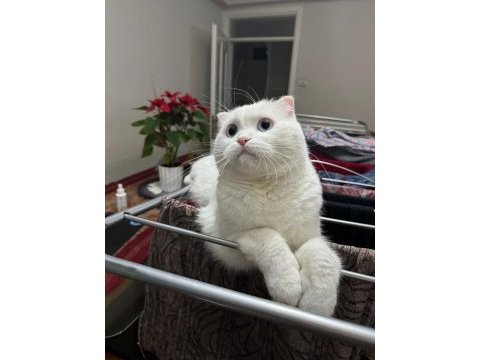 4 yaşındaki scottish fold patimi sahiplendirmek zorundayım