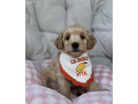 Baby face yüz yapılı maltipoo yavrular