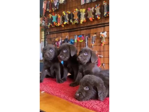 Chocolate lab puppies labrador