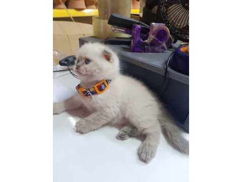 50 günlük bebek yavru scottish fold