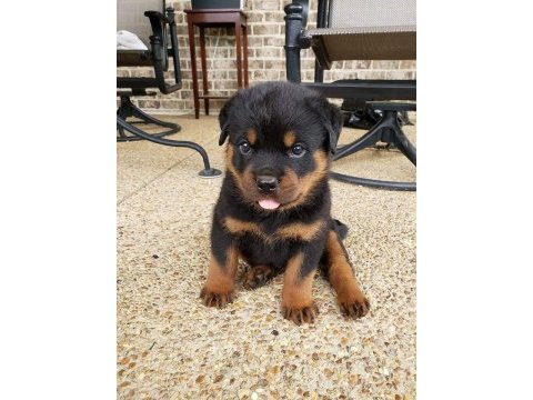 İri kafa rottweiler yavrular son 2 bebek